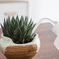 500mL Small Watering Can for Indoor House Plants Flower Succulent Bonsai Terrarium Seedling Orchid Cactus Violet LDPE Plastic Squeeze Safety Lab Wash Bottle Label Tattoo Device Precise Waterer-Free Shipping