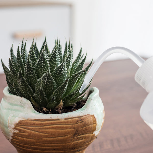 succulent waterer Orimerc Small Watering Can for Succulent Safety Tiny Wash Bottle 500ML