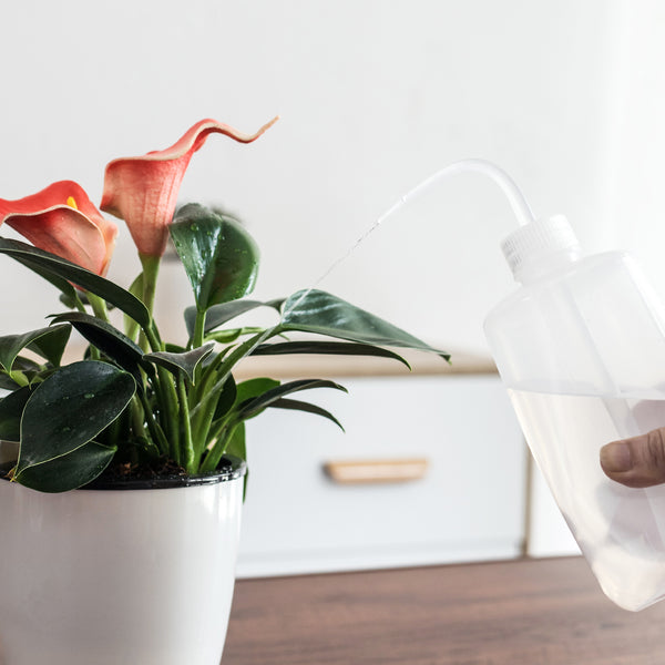 succulent waterer Orimerc Small Watering Can for Succulent Safety Tiny Wash Bottle 500ML