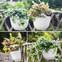 Resin Wall Hanging Planter Pots Vertical Garden Living Wall Mount Window Hang Box Container Indoor Outdoor for Plants Flowers Kitchen Herbs Holder with Drainage Water Reservoir Décor White-Free Shipping