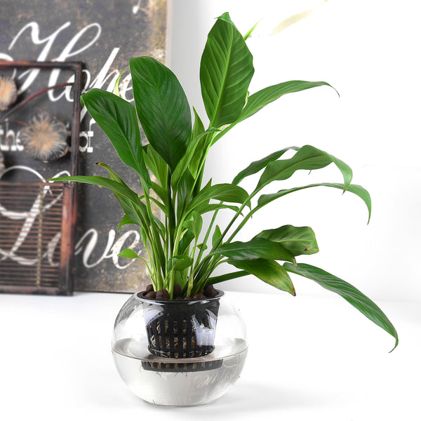 3 inch planter pots 3 Inch Net Cup Pots Wide Lip Rim with Self Watering Wick & Plant Label – Orimerc